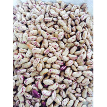 Supply Light Speckled Kidney Beans 2014 New Crop